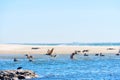 Group of Brown Pelicans Floating on Malibu\'s Shallow Waters Royalty Free Stock Photo