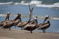 Brown Pelicans Standing on the Texas Beach