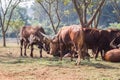 Group of brown Watusi Cows in the farm at Chiang Rai