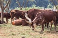 Group of brown Watusi Cows in the farm at Chiang Rai