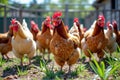 Group of brown and white chickens in a sunny outdoor farm environment Royalty Free Stock Photo