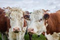 group of brown and white cow staring at the camera expressively Royalty Free Stock Photo