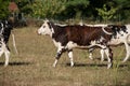 Brown and white cow walking in a meadow Royalty Free Stock Photo