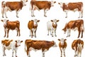 Group of Brown and White Cows Standing Together Royalty Free Stock Photo