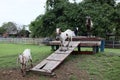 A group of brown and white goats in a goat farm