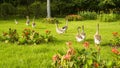 A group of brown and white goose walking in the beautiful garden, they are a large waterbird with long neck, short legs, webbed Royalty Free Stock Photo