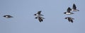 group of brunnichs guillemot flying over the waters of the pacific ocean Royalty Free Stock Photo