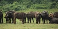 A group of buffalo