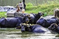 Group of buffalo bathing in Sutlej river in Lalpur, Punjab, India.