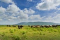 Group of Buffalo crowd walking and eating Green Grass beside lake