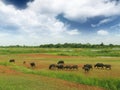 A group buffalo eat grass on filed