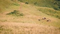 A group of buffalo on a mountain Royalty Free Stock Photo