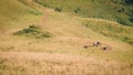 A group of buffalo on a mountain Royalty Free Stock Photo