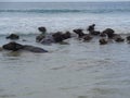 a group of buffalo swimming at the beach