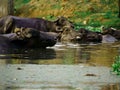 Group of buffalo swimming on river Royalty Free Stock Photo