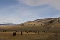 Group of Buffalo in Yellowstone National Park Royalty Free Stock Photo