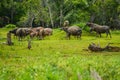 Group of buffaloes walikng and eating grass in field