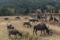 Group of buffalos in dry,drought rice field in afternoon,indust