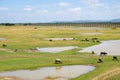 Group of Buffalos are relaxing in mud during summer time