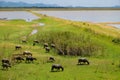 Group of Buffalos are relaxing in mud during summer time