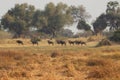 Group of buffalos standing during morning bush walk in Okavango Delta in Botswana in summer on holiday. Royalty Free Stock Photo