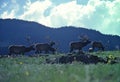 Group Bull Elk in Velvet Royalty Free Stock Photo