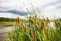 Group of bull rushes with storm clouds in backgrou Royalty Free Stock Photo