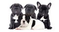 Group of bulldog puppies looking