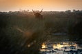 bulls in the Camargue area Royalty Free Stock Photo