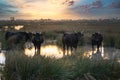 bulls in the Camargue area Royalty Free Stock Photo