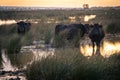 bulls in the Camargue area Royalty Free Stock Photo