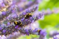 Group of Bumblebees foraging on a sprig of lavender