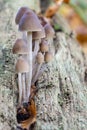 A small group of Bundelfranjehoed - Clustered Brittlestem - Psathyrella multipedata is growing out of a dead tree stump