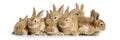 Group of bunnies Royalty Free Stock Photo