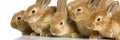Group of bunnies Royalty Free Stock Photo