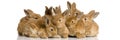 Group of bunnies Royalty Free Stock Photo
