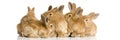 Group of bunnies Royalty Free Stock Photo