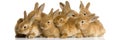 Group of bunnies Royalty Free Stock Photo