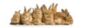 Group of bunnies Royalty Free Stock Photo