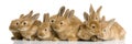 Group of bunnies Royalty Free Stock Photo