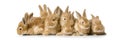Group of bunnies Royalty Free Stock Photo