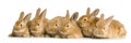 Group of bunnies