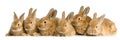 Group of bunnies