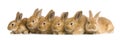 Group of bunnies