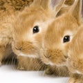 Group of bunnies