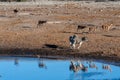 Giraffes an Impalas near a waterhole Royalty Free Stock Photo