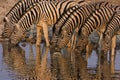 A Group of Burchells zebras at waterhole