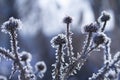 Group of of burdock Arctium covered with snow  on a gray background in winter Royalty Free Stock Photo