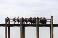 A group of Burmese novices are sitting on the U Bein Bridge, the longest teak bridge in the world.