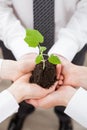 Group of business people holding a green sprout Royalty Free Stock Photo